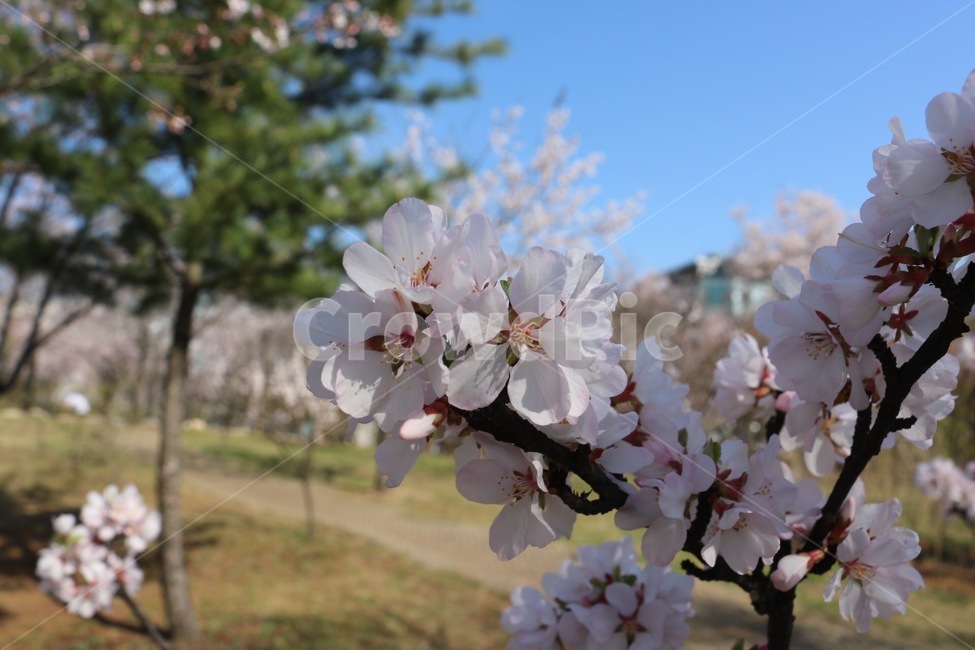 벚꽃,꽃,나무,하늘,하늘색,초록색,분홍색,cherryblossoms,flower,tree,sky,skyblue,sakura,green,pink,봄,계절,spring,season,식물,자연,plants,nature,꽃,flower,plant