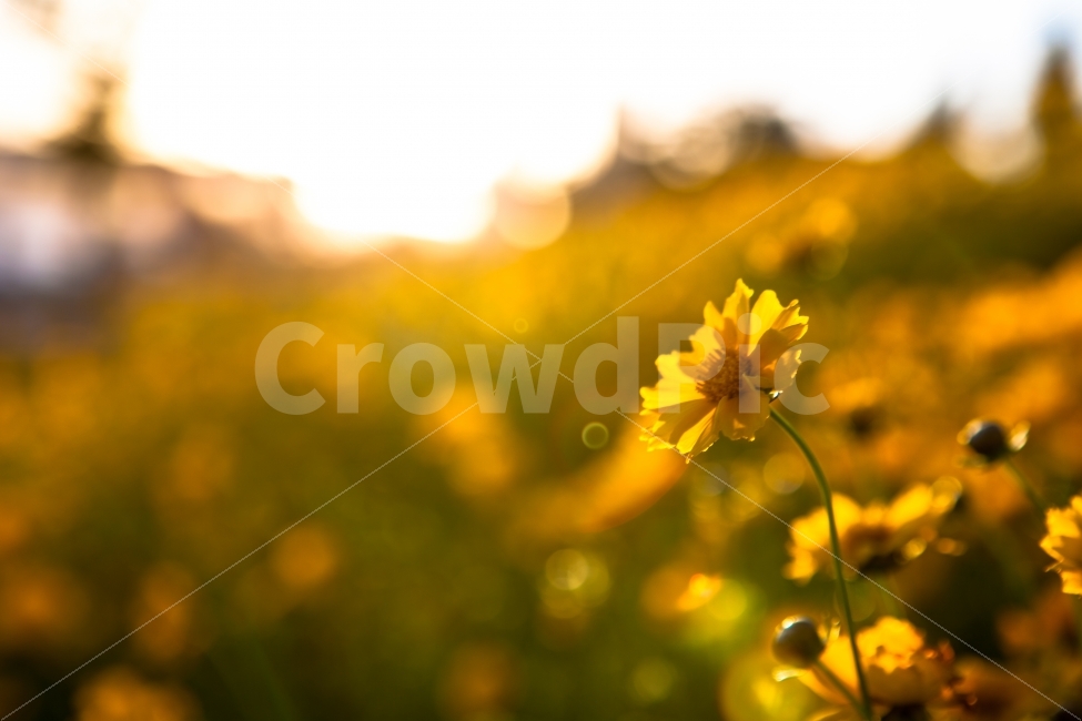 한강,고수부지,공원,민들레,꽃,따뜻한날의꽃,식물,자연,plants,nature,꽃,flower,감성,sensible,feeling,휴식,힐링,rest,relaxation,healing