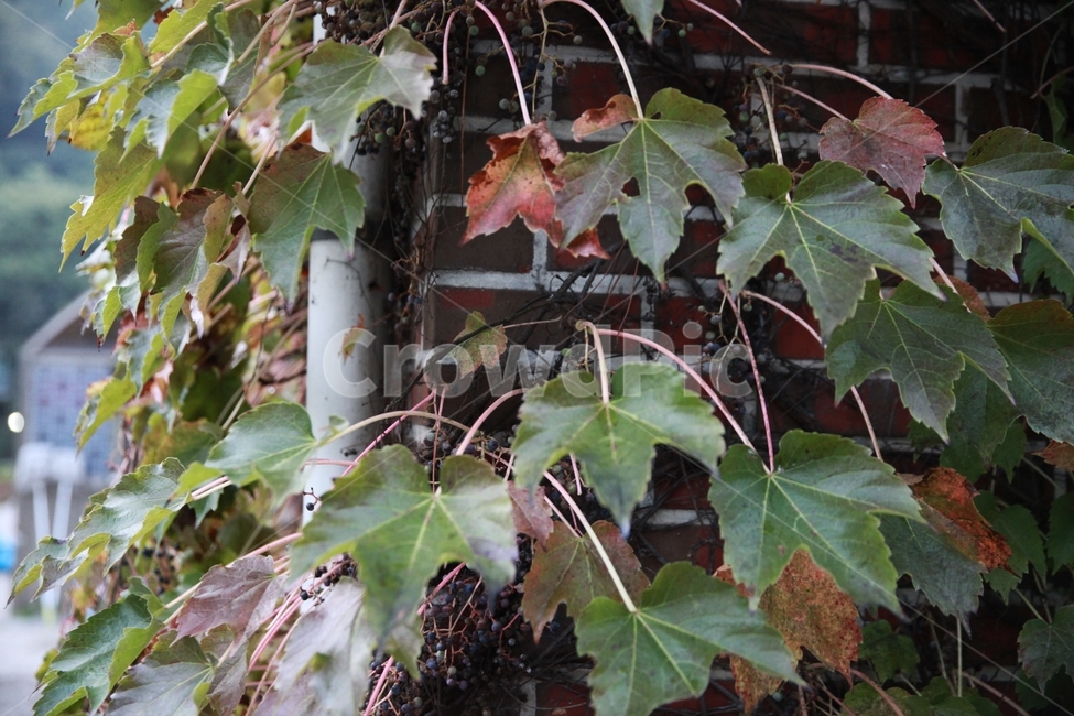 담쟁이,식물,넝쿨,벽,건물,자연,잎,잎파리,식물,자연,plants,nature
