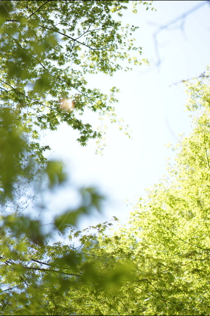 봄,나무,잎,하늘,풍경,연두,봄,계절,spring,season,자연,풍경,nature,landscape,tree,plant,식물