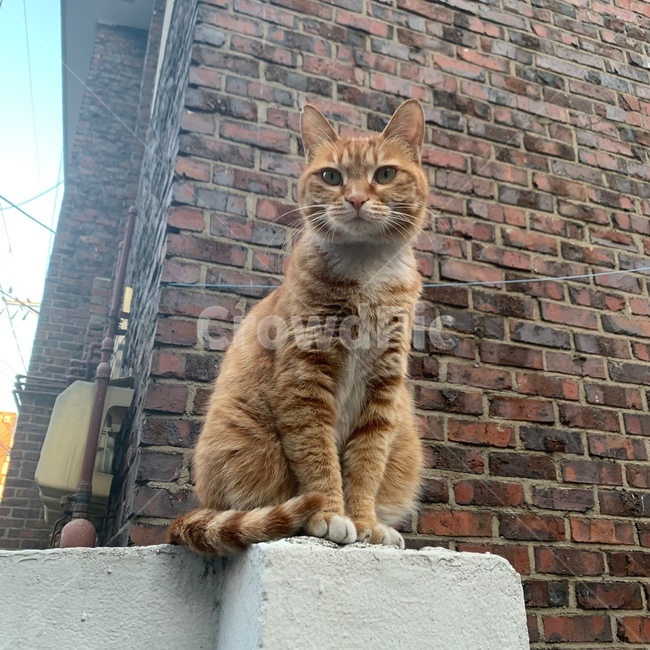 고양이,길고양이,cat,kitten,동물,animal