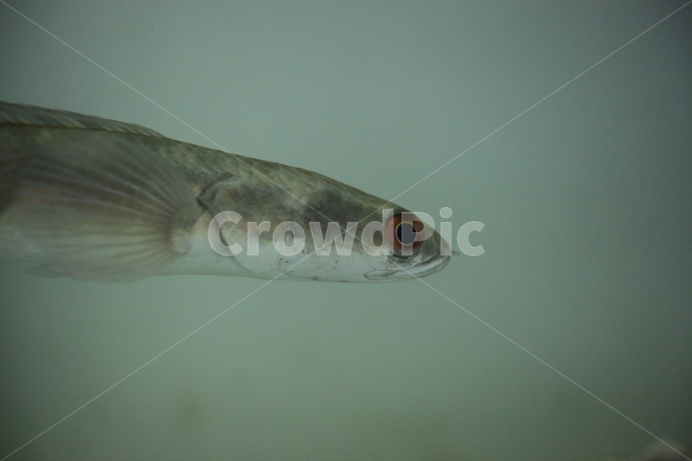 물고기,담수어,열대어,관상어,fish,tropicalfish,동물,animal,어류,물고기,fish