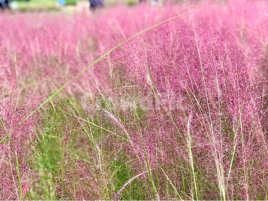 가을꽃,꽃,분홍,러블리,하늘하늘,flower,pink,가을,계절,fall,autumn,season,식물,자연,plants,nature,field,들,outdoors,옥외,grassland,목초지