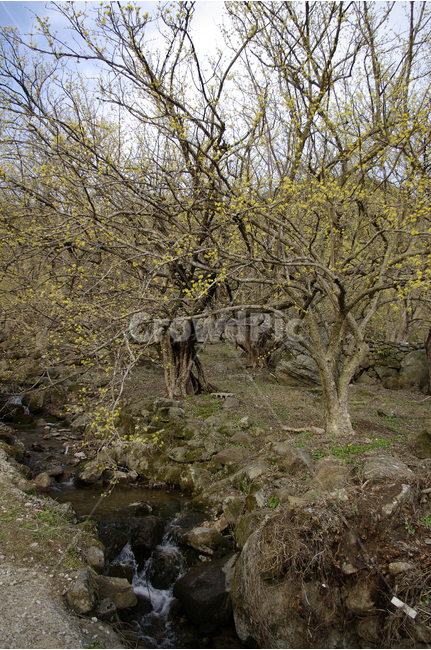 산수유,나무,하늘,파란하늘,꽃봉오리,봄,봄날,봄풍경,봄꽃,감성,spring,flower,봄길,산책,봄나들이,식물,꽃,봄,계절,spring,season,식물,자연,plants,nature,나무,trees,wood,ground,바닥,tree,plant,tree trunk,나무 줄기