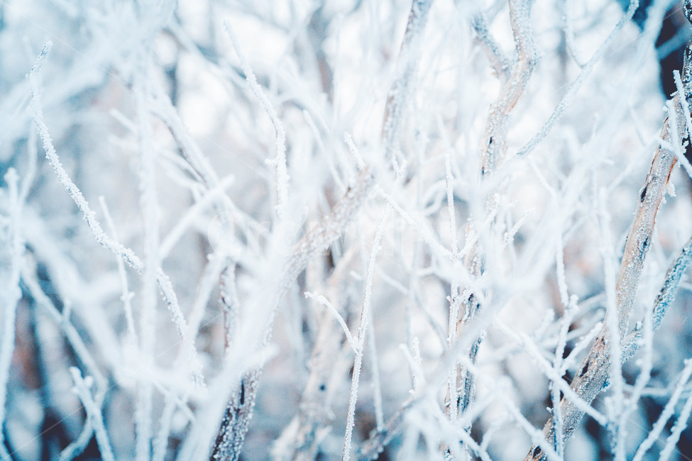 자연,얼음,눈,snow,겨울,겨울,계절,winter,season