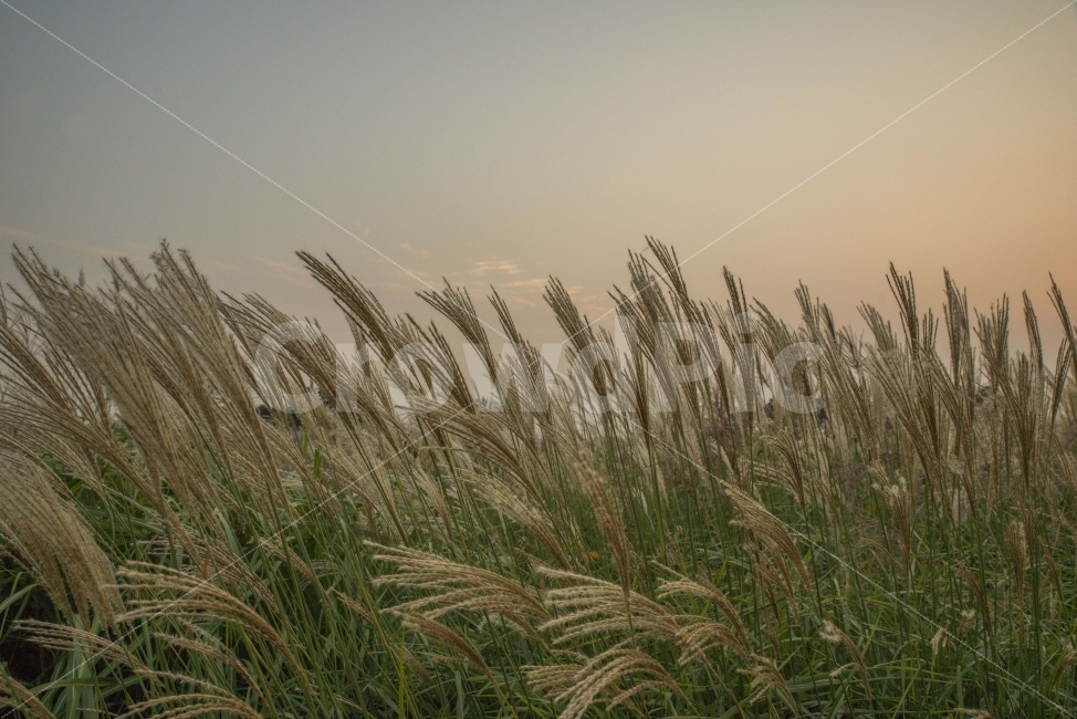 하늘공원,억새,가을,풍경,저녁,자연,풍경,nature,landscape,가을,계절,fall,autumn,season,grass,잔디,plant,식물,lawn