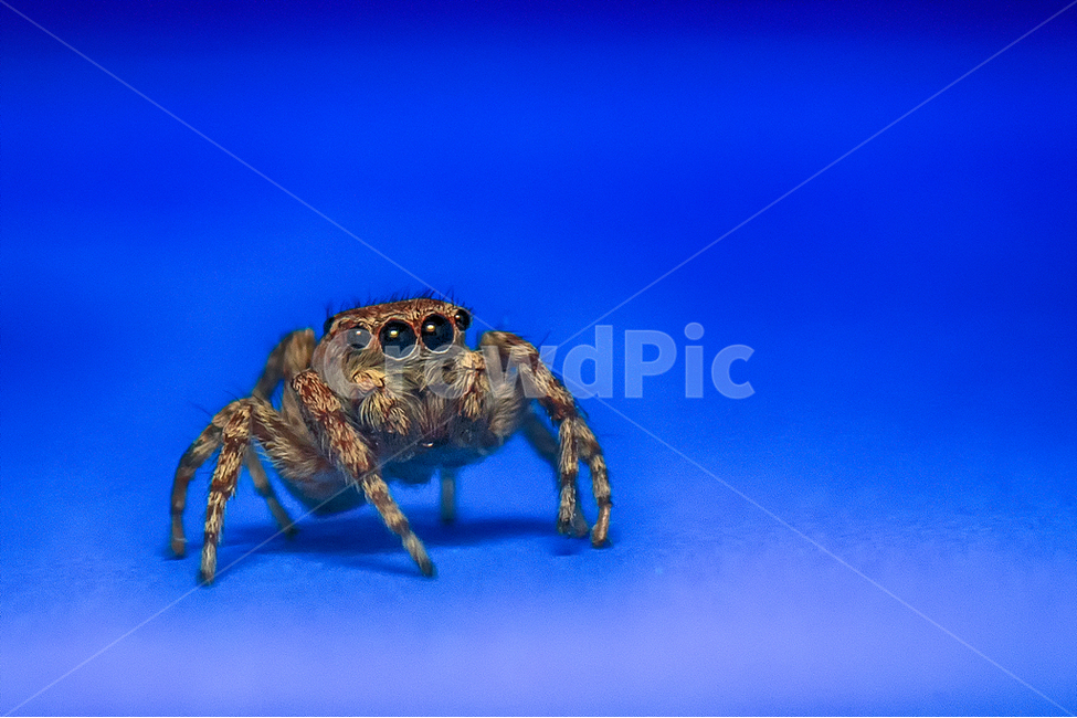 접사,깡총거미,자연,근접촬영,곤충,동물,animal,곤충,벌레,insect,bug