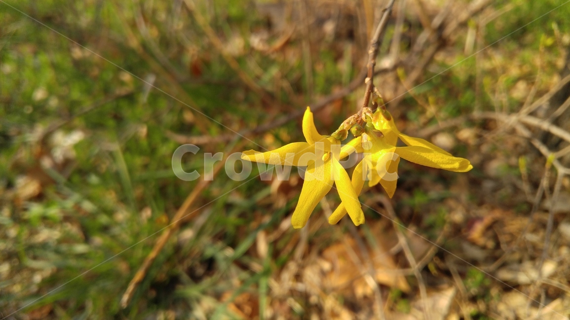 개나리,개나리꽃,꽃,노랑,노랑꽃,노란색,봄,나무,감성,forsythia,flower,yellow,yellowflower,spring,tree,emotional,봄,계절,spring,season,식물,자연,plants,nature,꽃,flower,plant