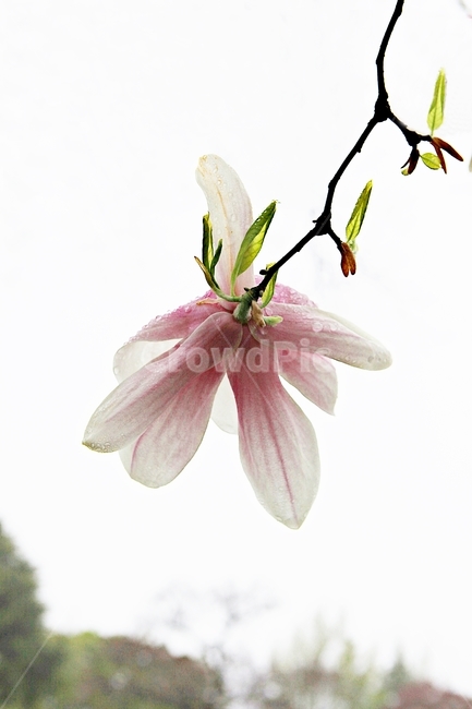 목련,꽃,봄꽃,자연,배경,봄,계절,spring,season,식물,자연,plants,nature,꽃,flower,plant