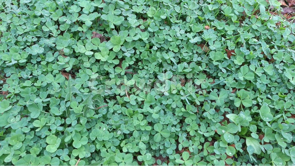 클로버,새싹,숲,웰빙,행운,잔디,공원,식물,자연,plants,nature