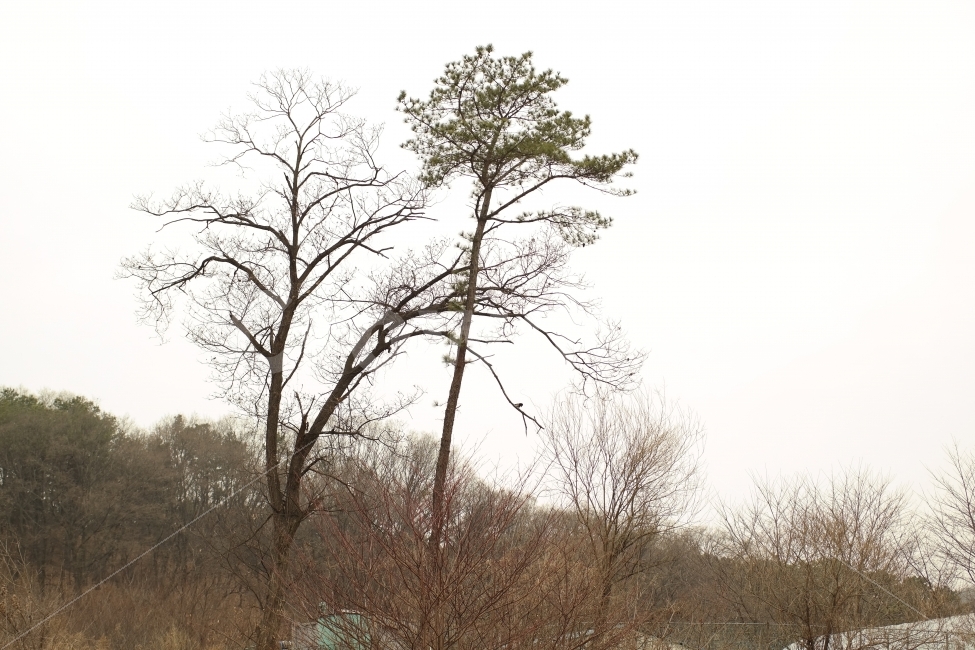나무,풍경,학교앞,산,소나무,tree,겨울,자연,풍경,nature,landscape,겨울,계절,winter,season,plant,식물