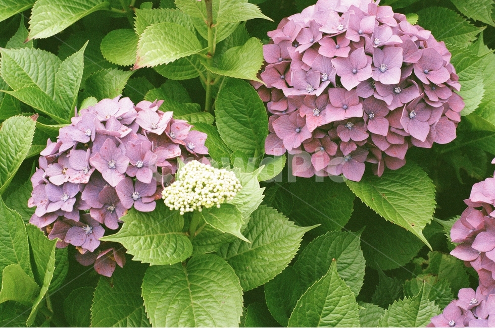 꽃,식물,수국,보라색,여름꽃,식물,자연,plants,nature,꽃,flower,감성,sensible,feeling