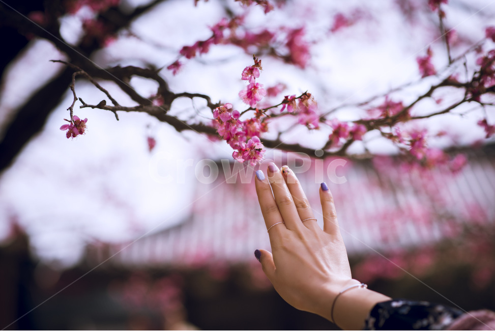 꽃,손,감성,봄,느낌,봄사진,꽃사진,봄느낌,아름다움,봄,계절,spring,season,식물,자연,plants,nature,꽃,flower,사람,인물,인간,human,person,신체일부,몸,body,감성,sensible,feeling,plant