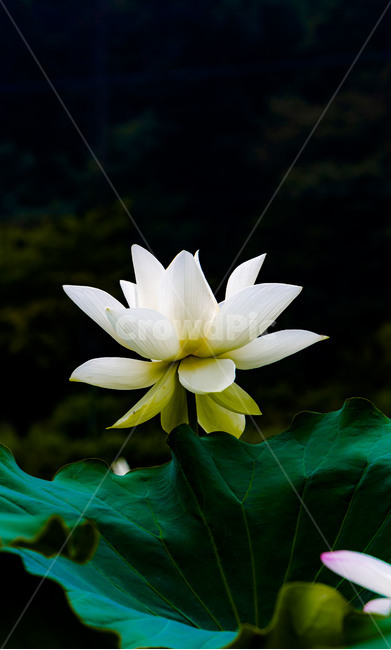 연꽃,연잎,자연,순수,청정,순결,관곡지,수상식물,꽃