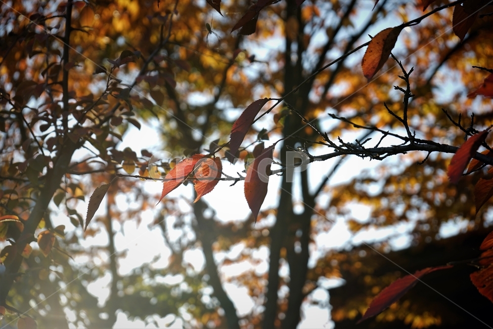 가을,단풍,잎,나무,자연,역광,늦가을,autumn,fall,nature,backlight,leaves,brown,red,sky,가을,계절,fall,autumn,season,plant,식물,leaf,tree