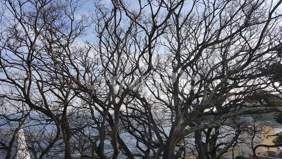나무,tree,식물,나무줄기,하늘,바다,풍경