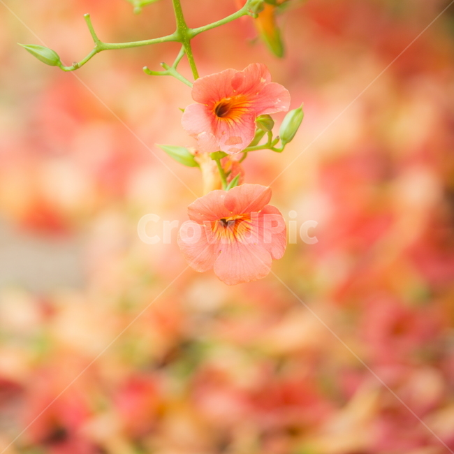 능소화,능소화꽃,꽃,플라워,trumpetcreeper,flower,식물,자연,plants,nature,꽃,flower,감성,sensible,feeling