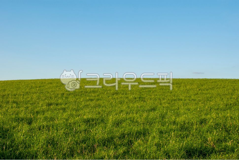 푸른색,파란색,하늘,파란색하늘,초록색,들판,초록색들판,풍경,목초지,들,옥외,자연,blue,sky,bluesky,green,greenfield,landscape,grassland,field,outdoors,nature