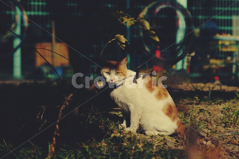 고양이,cat,neko,네코,길고양이,동물,동물,animal,포유류,mammal,고양이,cat,kitten,kitty,감성,sensible,feeling