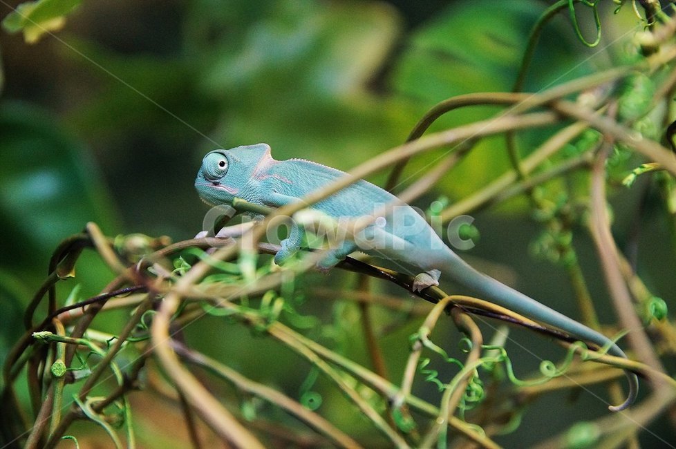 Reptile photo,exotic pet,chameleon,nature,Veiled Chameleon,reptile,rare pet,pet