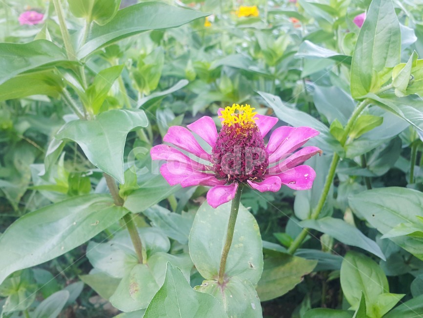 들판에핀꽂,꽃,분홍색꽃,봄꽃,flower