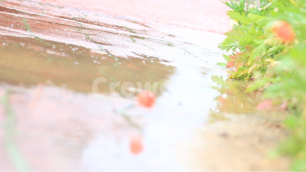 여름,시작,양귀비,위안,꽃,식물,자연,plants,nature,꽃,flower