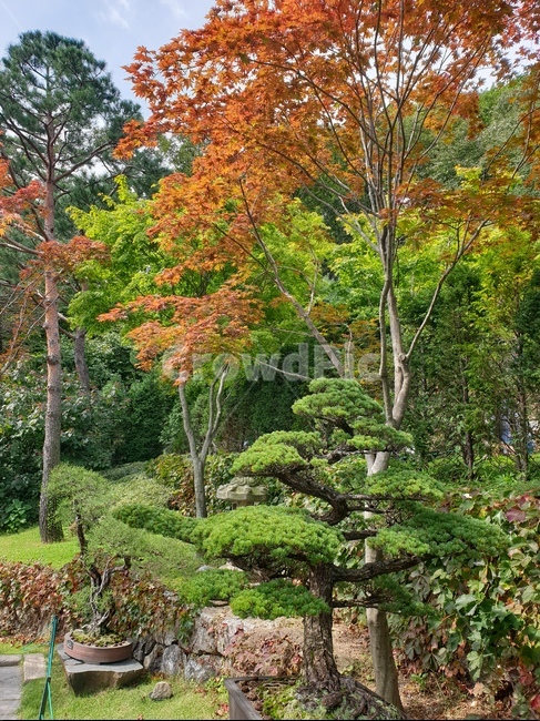 가을,한국가을,한국풍경,한국자연,자얀,tree,나무,plant,식물,가을,계절,fall,autumn,season