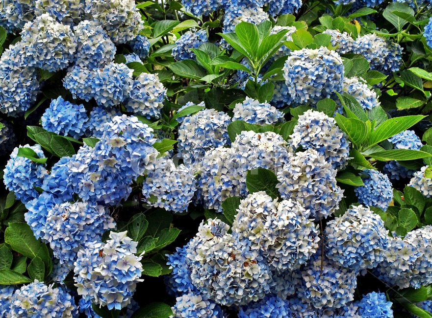 수국,속씨식물,수국속,아시아,여름,계절,식물,자연,plants,nature,꽃,flower