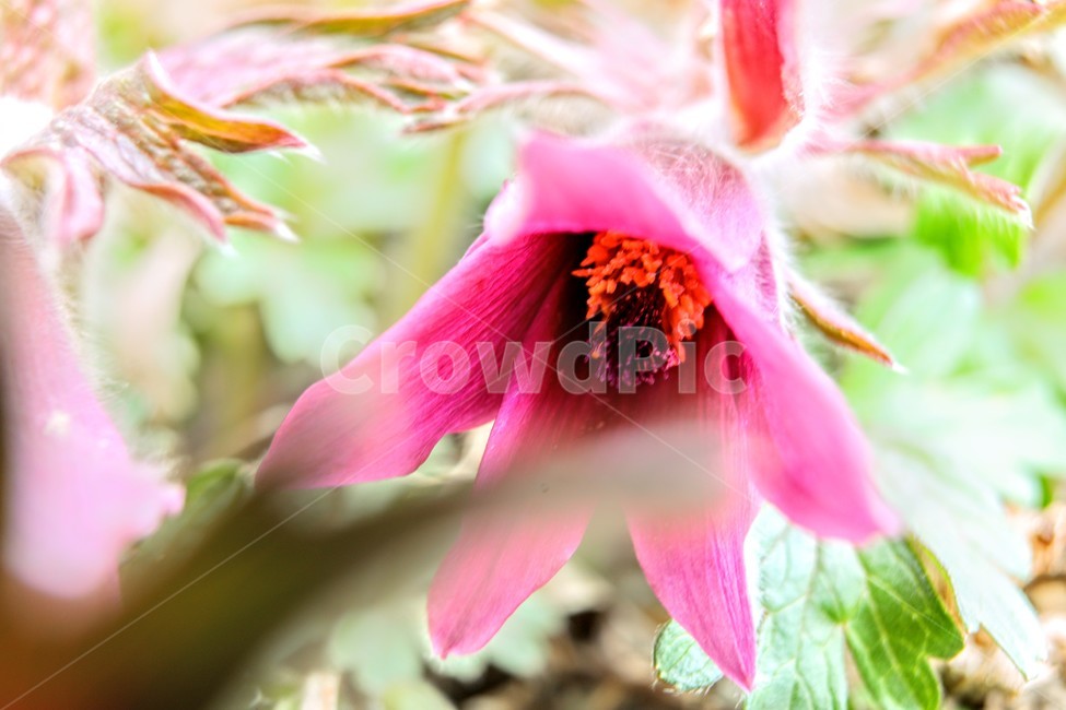 할미꽃,노랑,연분홍,꽃잎,동강,식물,자연,plants,nature,꽃,flower
