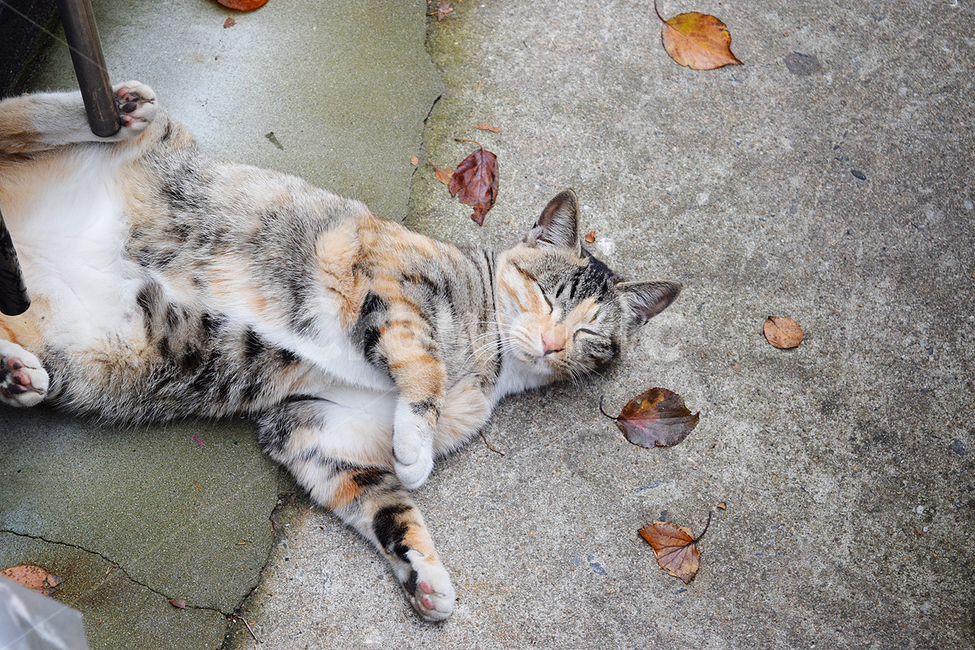 고양이,길고양이,가을,애교,감성,동물,animal,포유류,mammal,고양이,cat,kitten,kitty
