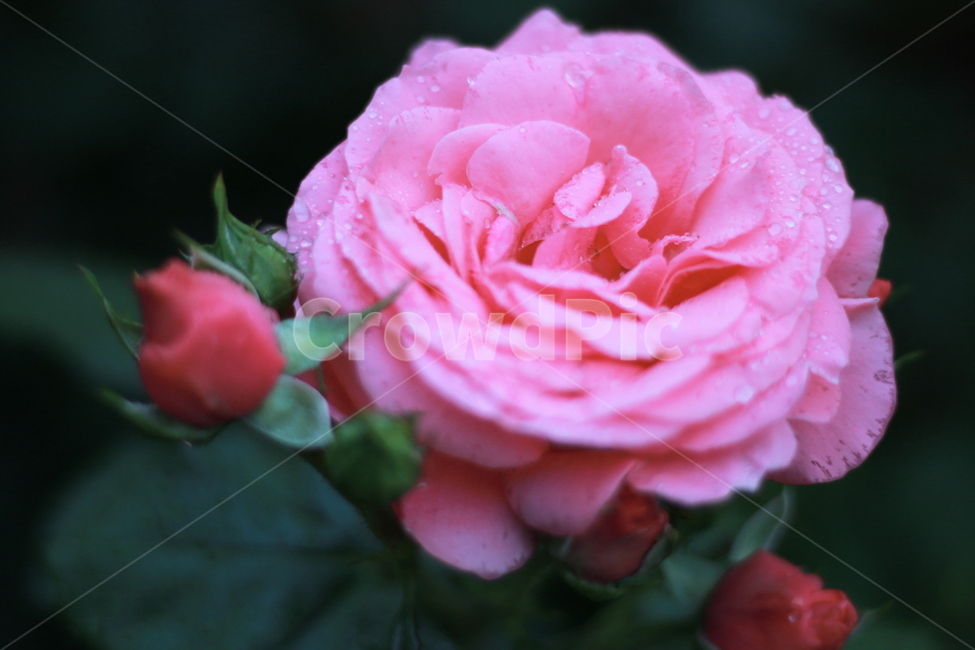 장미,꽃,식물,봄꽃,분홍장미,식물,자연,plants,nature,꽃,flower