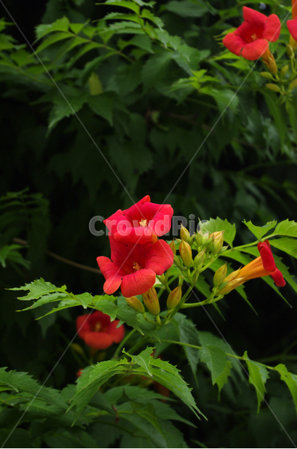 능소화,꽃,flower,식물,plant,식물,자연,plants,nature,꽃,flower