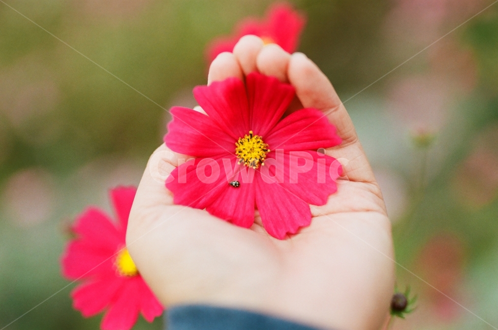빨간코스모스,코스모스,가을,가을꽃,꽃,꽃밭,손,가을,계절,fall,autumn,season,식물,자연,plants,nature,꽃,flower,사람,인물,인간,human,person,신체일부,몸,body,감성,sensible,feeling,plant