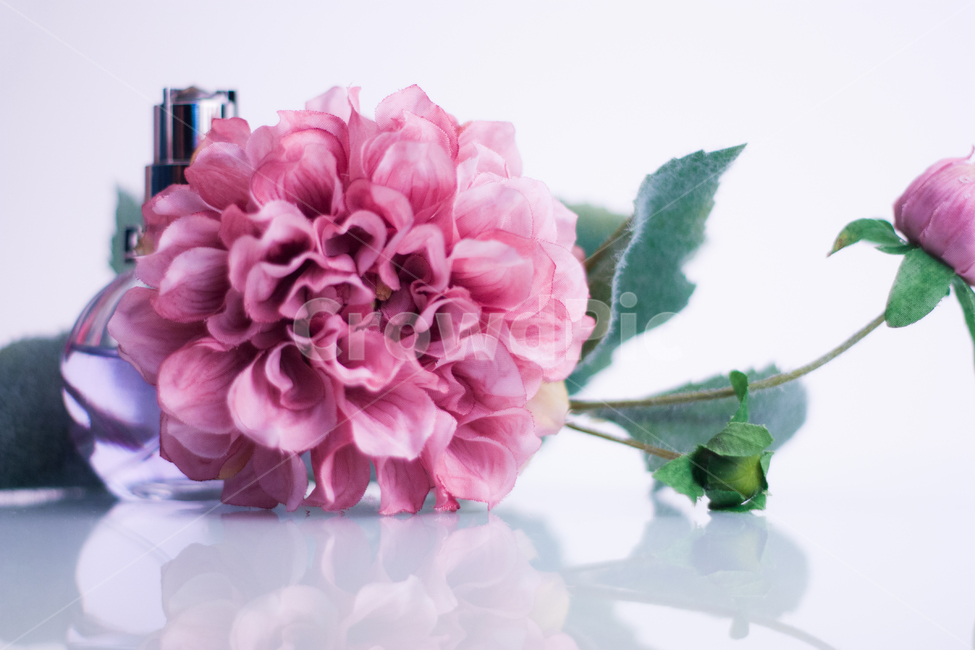 꽃,분홍색,식물,향수,pink,flower,백경,반사,거울,감성,분위기