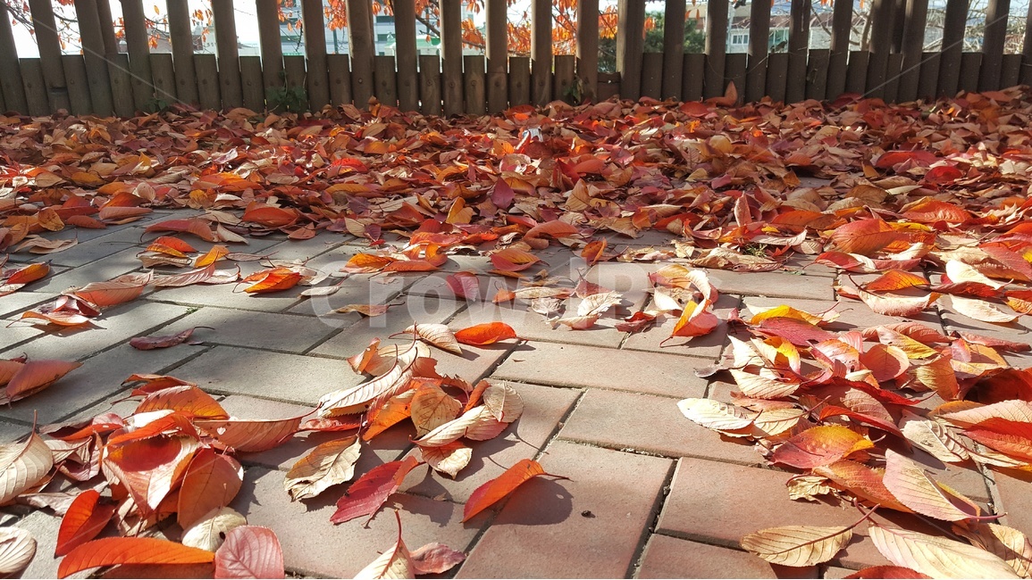 가을,나뭇잎,붉다,쓸쓸함,고독함,가을,계절,fall,autumn,season,leaf,잎,plant,식물,tree,나무,maple,단풍