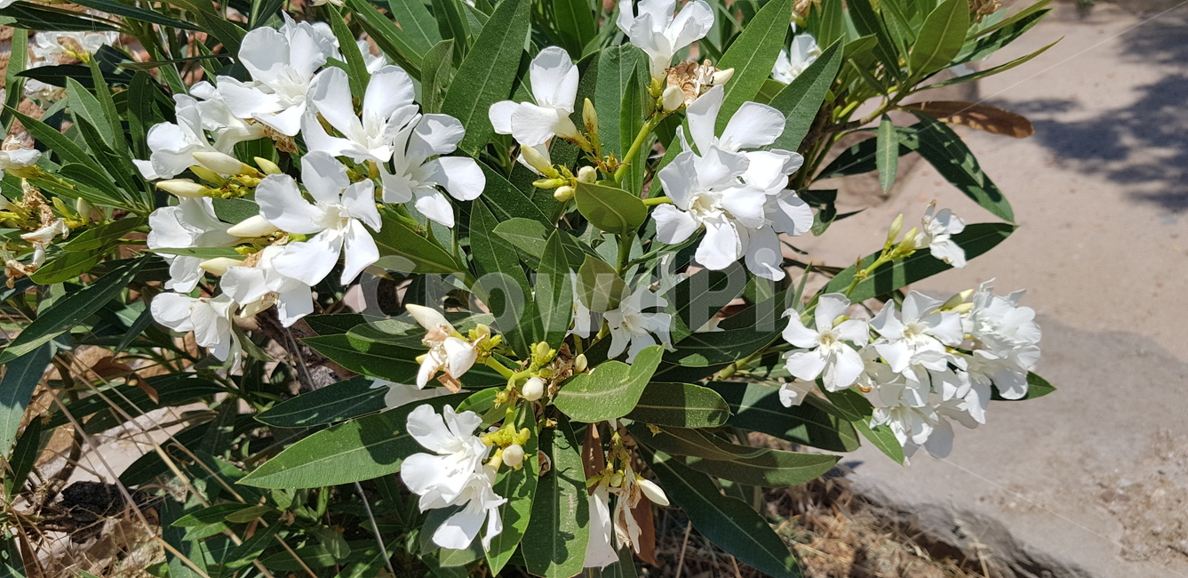 꽃,하얀꽃,피어나다,아름다운,이쁘다,자연,flower,whiteflower,bloom,beautiful,pretty,nature,식물,자연,plants,nature,꽃,flower
