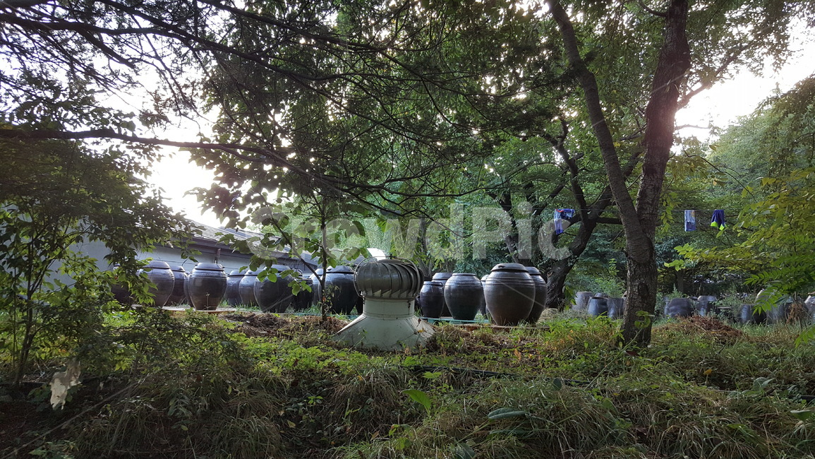 시골,장독대벚나무,자연,풍경,고향,자연,풍경,nature,landscape