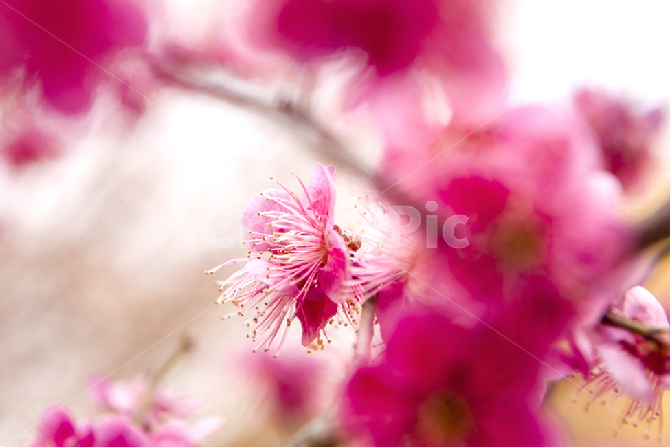 봄꽃,풍경,홍매화,개나리,출사,봄,식물,자연,plants,nature,꽃,flower
