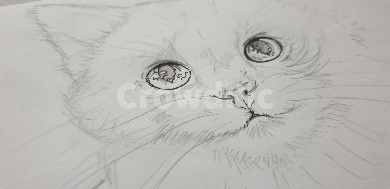 고양이그림,고양이밑그림,랙돌고양이그림,고양이일러스트,랙돌그림