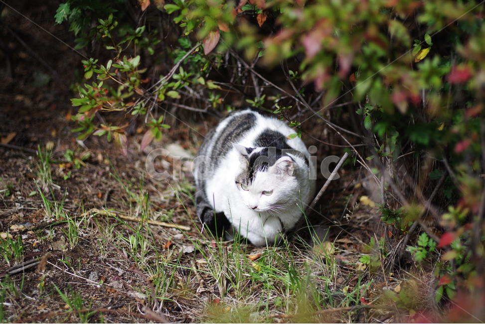 고양이,길고양이,길냥이,동물,애완동물,생명,자연,야생동물,cute,lovely,adorable,pet,animal,street,streetcat,natural,nature,stray,straycat,wild,wildlife,wildcat,동물,animal,포유류,mammal,고양이,cat,kitten,kitty