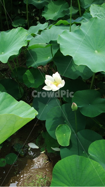 연,연꽃,연잎,자연,식물,로터스,lotus,leaf,nature,plants,습지,꽃,flower