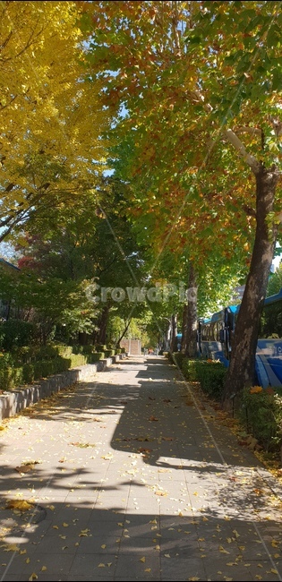 가을,도로,스트리트,거리,가을나무,나무,나뭇잎,plant,식물,tree