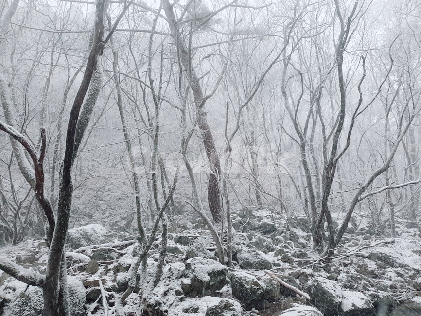 눈내린산,치악산,눈꽃,나무,눈맞은나무,겨울,계절,winter,season,자연,풍경,nature,landscape,outdoors,옥외