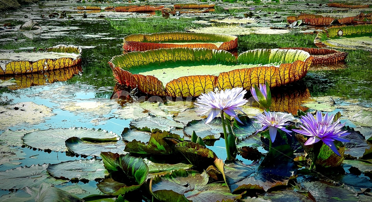 flower,꽃,연꽃,물,lotus,lotusleaf,식물,자연,plants,nature,꽃,flower