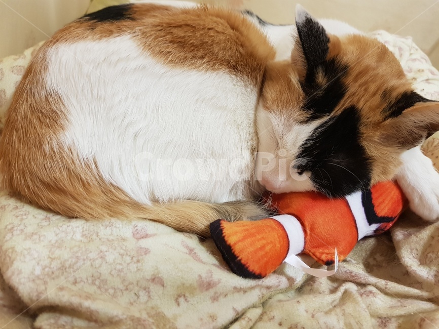고양이,귀여움,애완동물,쇼콧,쿨쿨