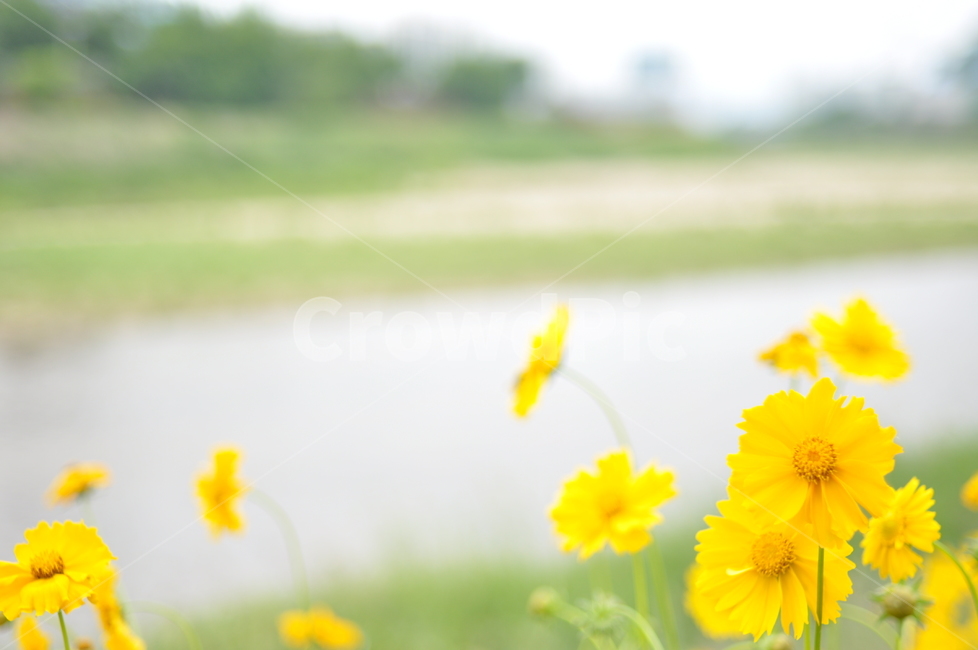 꽃,노랑,풍경,봄풍경,봄,봄,계절,spring,season,식물,자연,plants,nature,꽃,flower,blossom,petal,꽃잎,plant