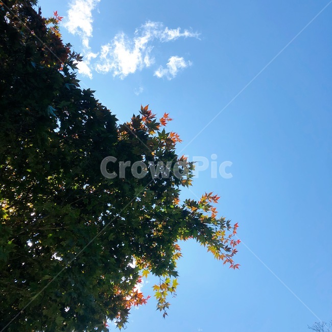 하늘,단풍,구름,나무,잎,leaf,tree,sky