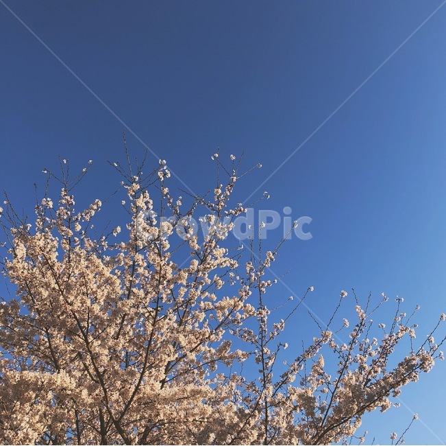 벚꽃,꽃,하늘,봄,나무,푸른하늘,flower,sky,spring,tree,파란하늘,blue,springday,봄,계절,spring,season,자연,풍경,nature,landscape,plant,식물