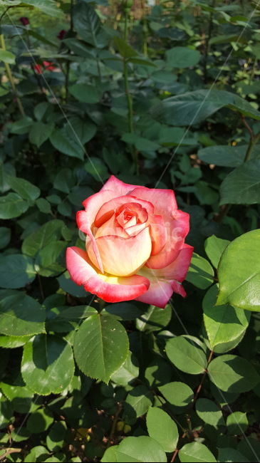 숲,꽃,자연,힐링,싱그로운,산책,장미,햇살,식물,자연,plants,nature,꽃,flower