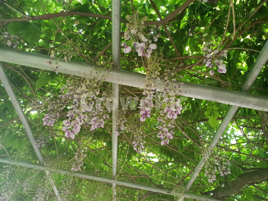 등나무,정원,식물,꽃,garden,outdoors,plant,식물,자연,plants,nature